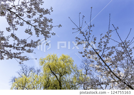 Scenery of cherry blossoms and willow buds 124755163