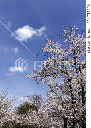 Spring, cherry blossoms and clouds in a forest 124755306