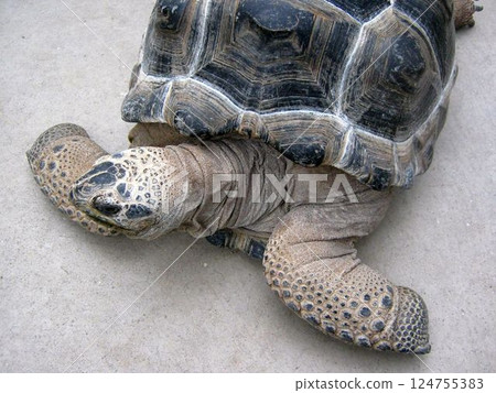 Aldabra Giant Tortoise (Tortoise) Aldabra Giant Tortoise (Tortoise) 124755383