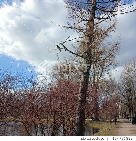 Scenic view of tall bare tree in park with cloudy blue sky, people walking on path, body of water, and diverse trees in background. Tranquil natural setting 124755882