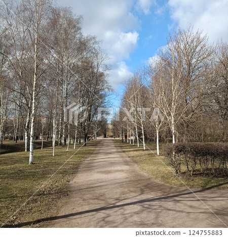Serenity of a winding dirt path through a birch tree grove. White bark contrasts with brown branches, ground covered in leaves under blue sky Serenity of a winding dirt path through a birch tree grove. White bark contrasts with brown branches, ground covered in leaves under blue sky 124755883