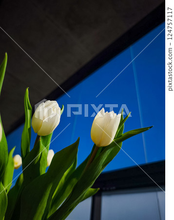 White tulips blooming under a clear blue sky 124757117