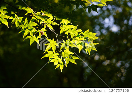 Fresh green maple leaves shining in the backlight 124757196