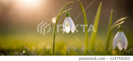 Close-up of Delicate White Snowdrops in Early Spring with Dew and Warm Sunlight Bokeh 124758263