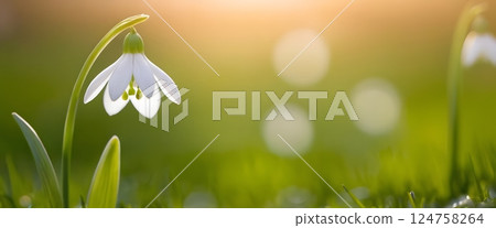 Close-up of Delicate White Snowdrops in Early Spring with Dew and Warm Sunlight Bokeh 124758264