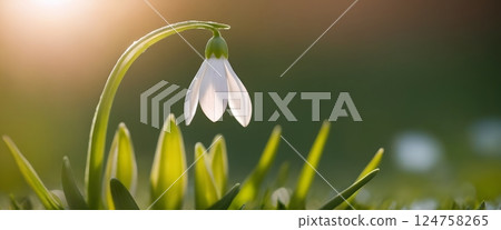 Close-up of Delicate White Snowdrops in Early Spring with Dew and Warm Sunlight Bokeh Close-up of Delicate White Snowdrops in Early Spring with Dew and Warm Sunlight Bokeh 124758265