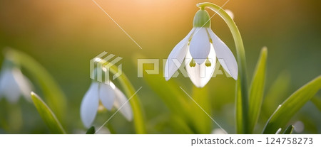 Close-up of Delicate White Snowdrops in Early Spring with Dew and Warm Sunlight Bokeh 124758273