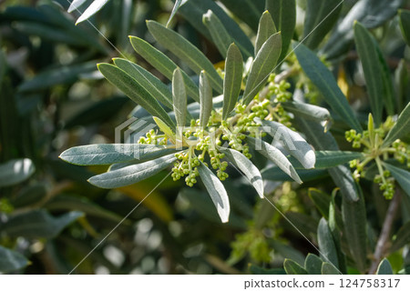 Close-up of blooming olive tree in springtime. Close-up of blooming olive tree in springtime. 124758317