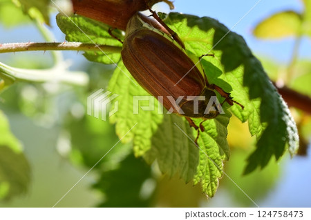 A may beetle sits under a raspberry leaf 124758473