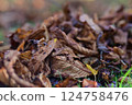 brown autumn leaves as a close up 124758476