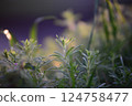 Galiume aparine and deaf nettle in backlight at sunset 124758477