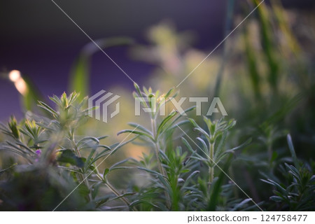 Galiume aparine and deaf nettle in backlight at sunset 124758477