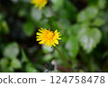 Yellow blooming dandelion against green blurred leaves 124758478