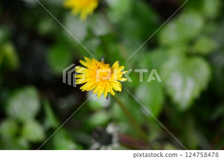 Yellow blooming dandelion against green blurred leaves Yellow blooming dandelion against green blurred leaves 124758478