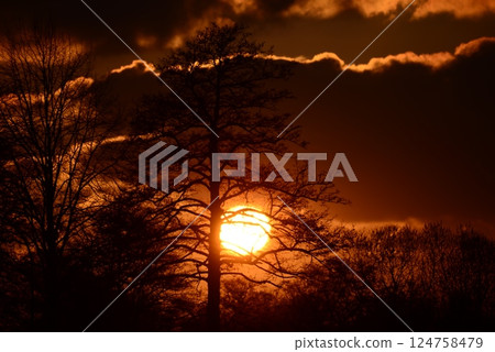 Beautyful dramatic sunset with trees in the foreground 124758479