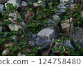 Stones overgrown by blackberry vines as a closeup 124758480