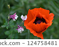 Red poppy blossom next to a columbine as a close up 124758481