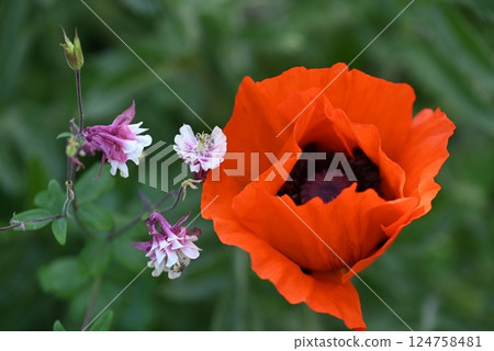 Red poppy blossom next to a columbine as a close up Red poppy blossom next to a columbine as a close up 124758481
