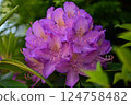 One pink rhodedendronblossom as a close up 124758482