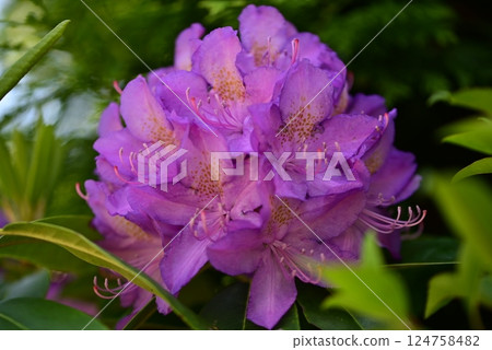 One pink rhodedendronblossom as a close up 124758482