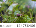 Shell snail on green purslane stalk in the bed 124758486