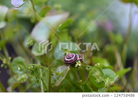 Shell snail on green purslane stalk in the bed 124758486