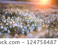 Snowdrop field - Galanthus - against a beautyful sunset 124758487