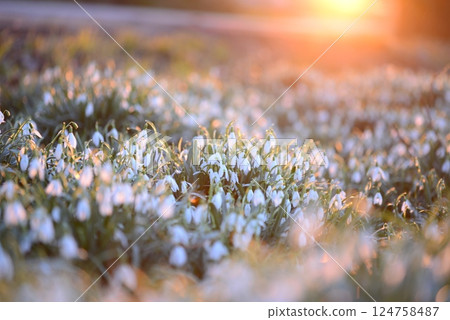 Snowdrop field - Galanthus - against a beautyful sunset 124758487