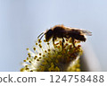 Bee on a flowering willow salicaceae against a blurred background 124758488