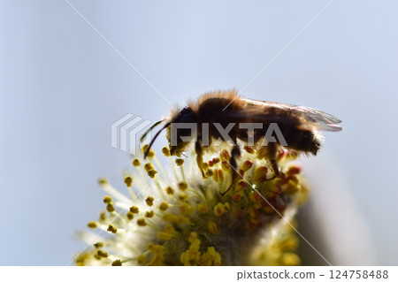 Bee on a flowering willow salicaceae against a blurred background 124758488