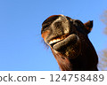 Open mouth of a brown horse as a close up from below 124758489