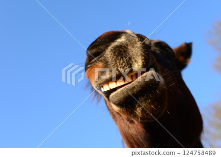 Open mouth of a brown horse as a close up from below 124758489