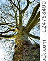 Plane tree from below against the sky 124758490