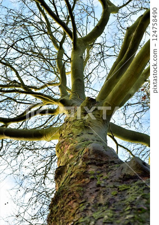 Plane tree from below against the sky 124758490