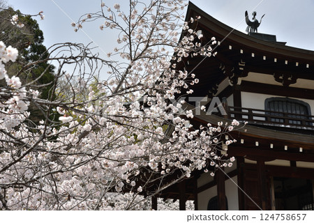 觀世音寺櫻花盛開的觀音堂（京都市山科區） 124758657