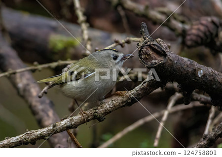 A Goldcrest foraging for food in a tree. A Goldcrest foraging for food in a tree. 124758801