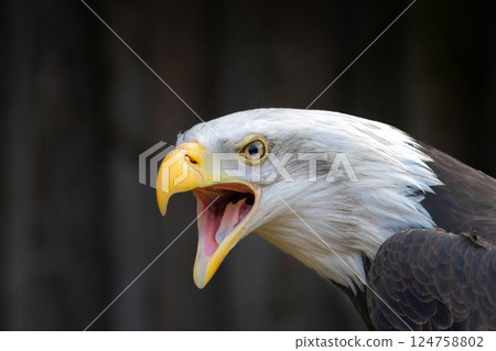 picture of a beautiful bald eagle screaming picture of a beautiful bald eagle screaming 124758802