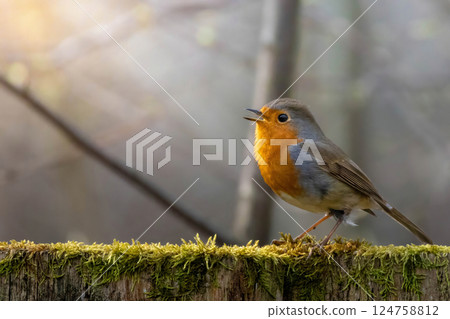 Red robin (Erithacus rubecula) garden bird 124758812