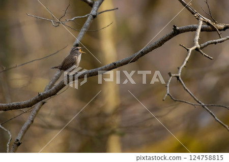 Beautiful nature scene with Eurasian Wren Beautiful nature scene with Eurasian Wren 124758815