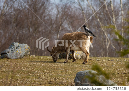 Daghestan tur. Wildlife animal. 124758816