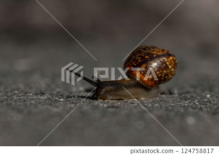 Nature Speed concept Big snail Nature Speed concept Big snail 124758817