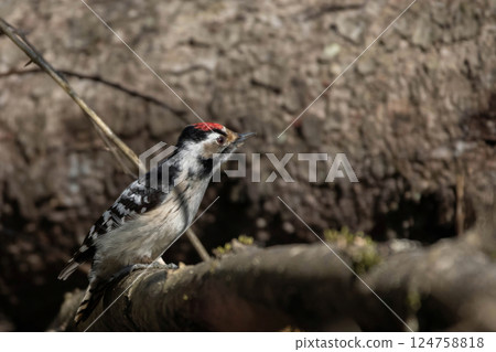 Lesser spotted woodpecker (Dryobates minor) male 124758818