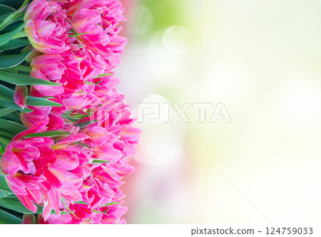 Pink fresh tulips 124759033