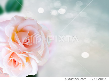 Pink blooming roses 124759034