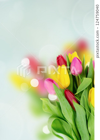 Pink, yeelow and violet tulips flowers 124759040