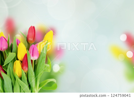 Pink, yeelow and violet tulips flowers Pink, yeelow and violet tulips flowers 124759041