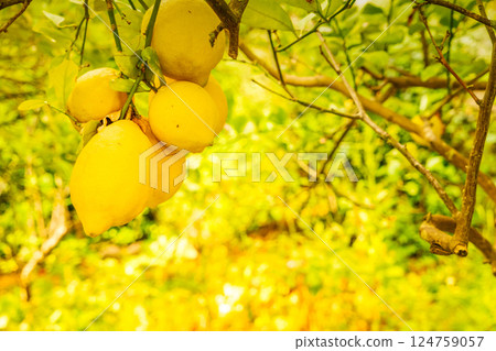 Lemon garden with fruits Lemon garden with fruits 124759057