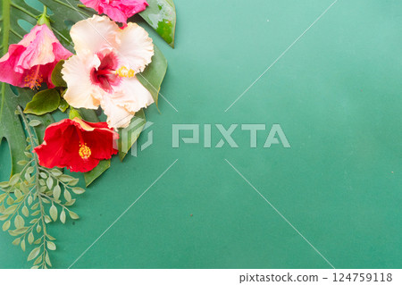 Tropical flowers and leaves, summer vacational background Tropical flowers and leaves, summer vacational background 124759118