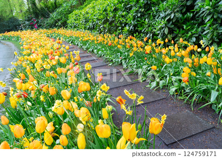 Rows of tulip flowers Rows of tulip flowers 124759171