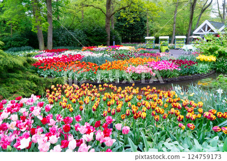 Rows of tulip flowers Rows of tulip flowers 124759173